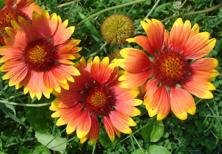 Blanket flowers growing in sunny garden.